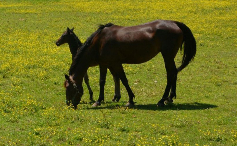 Two horses eating grass in a green field